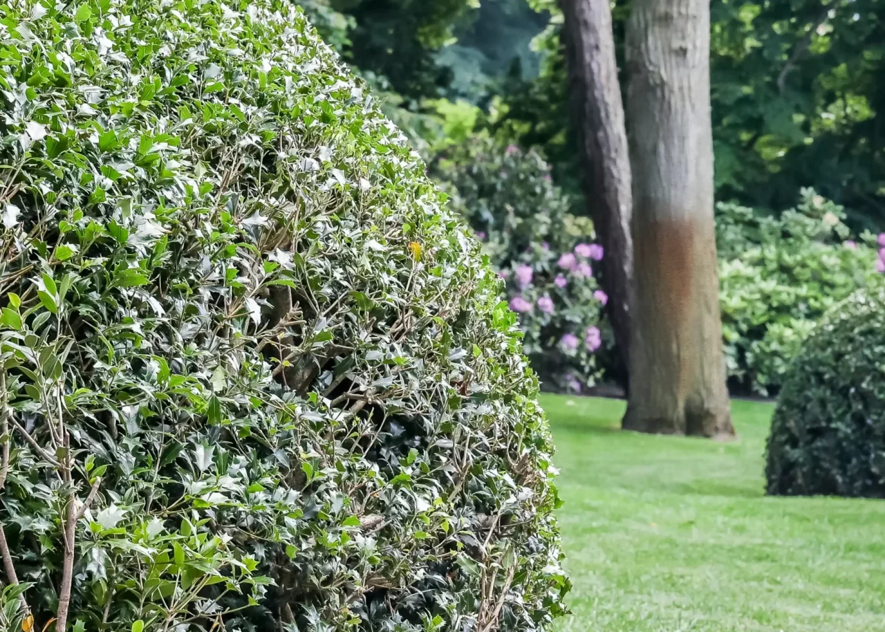 IGC Hoveniers - Hovenier scheveningen